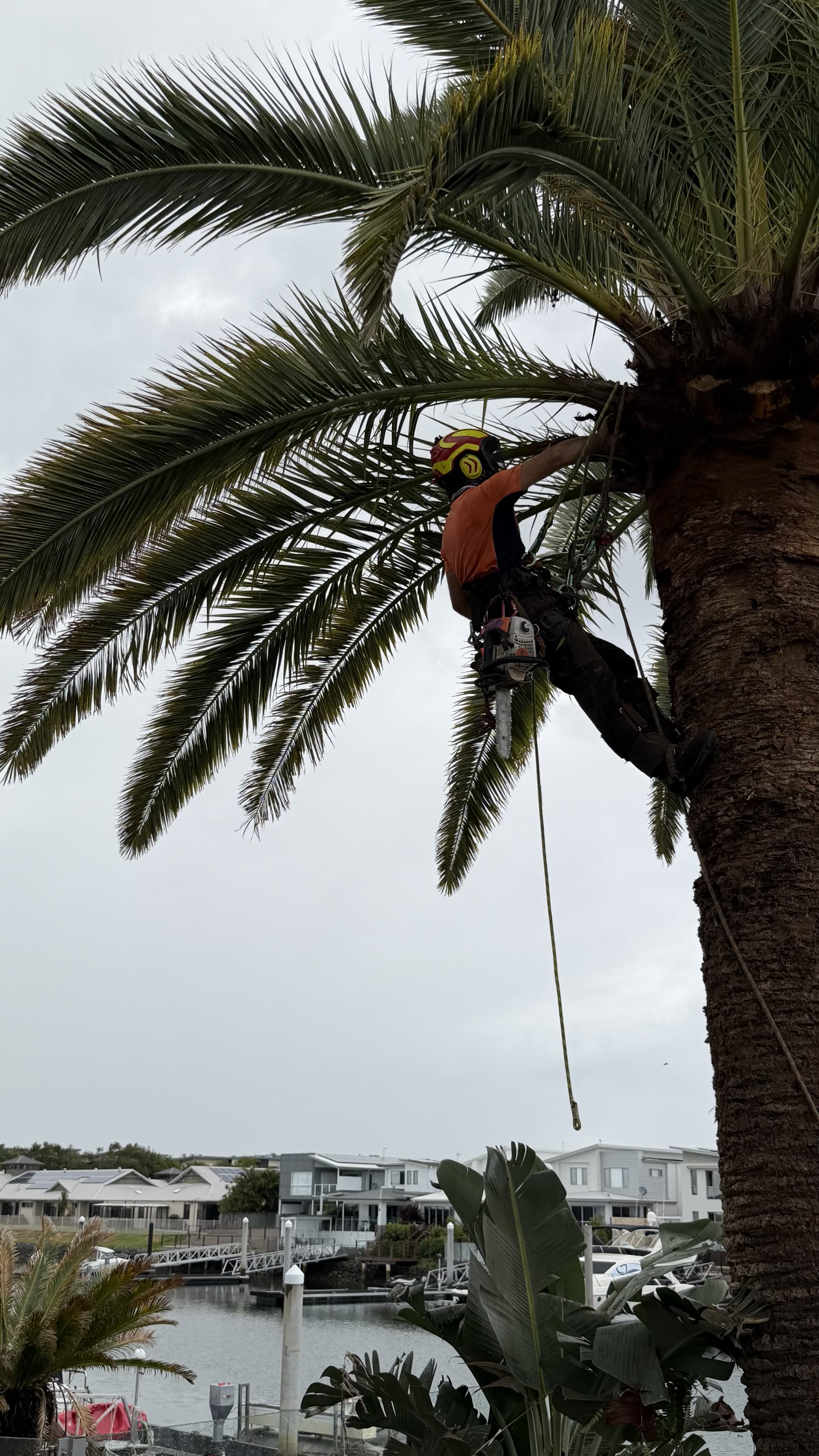 Climbing arborist working a canal-front palm